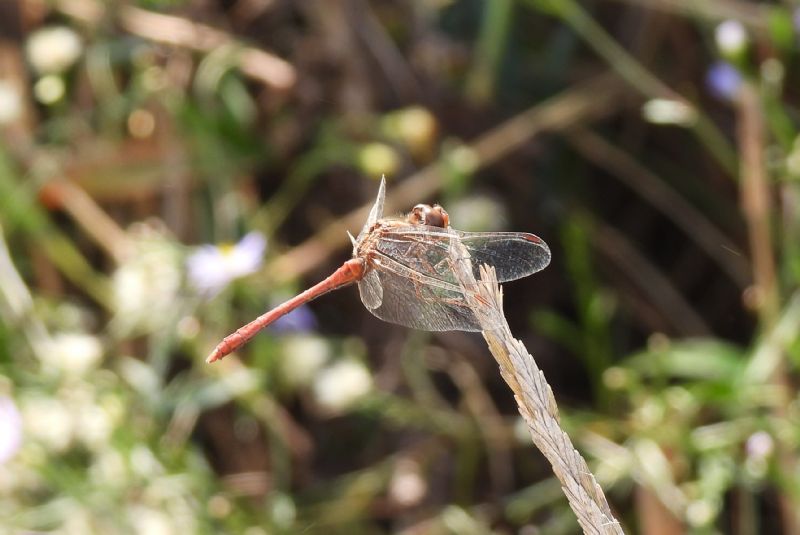 Sympetrum?